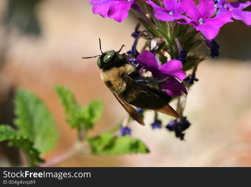 Bee on Verbena