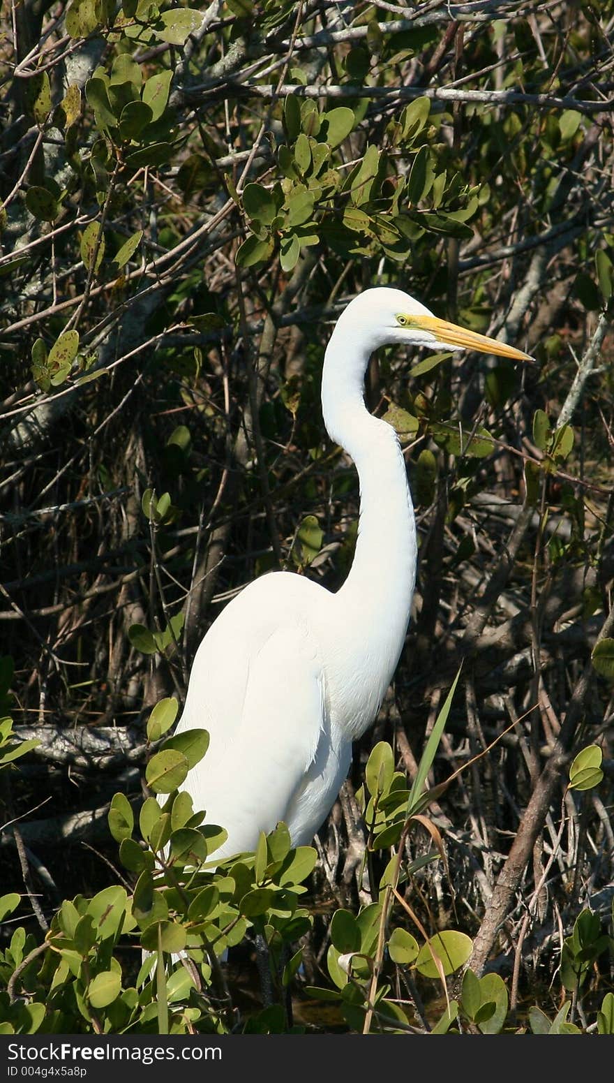 White Egret In A Tree