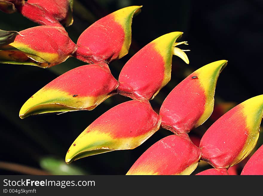 Musa flowers