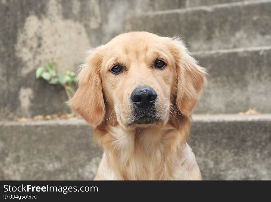 Puppy Golden Retriever look. Puppy Golden Retriever look