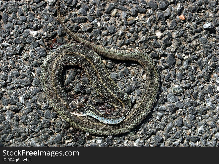 A flat dead snake. A flat dead snake.