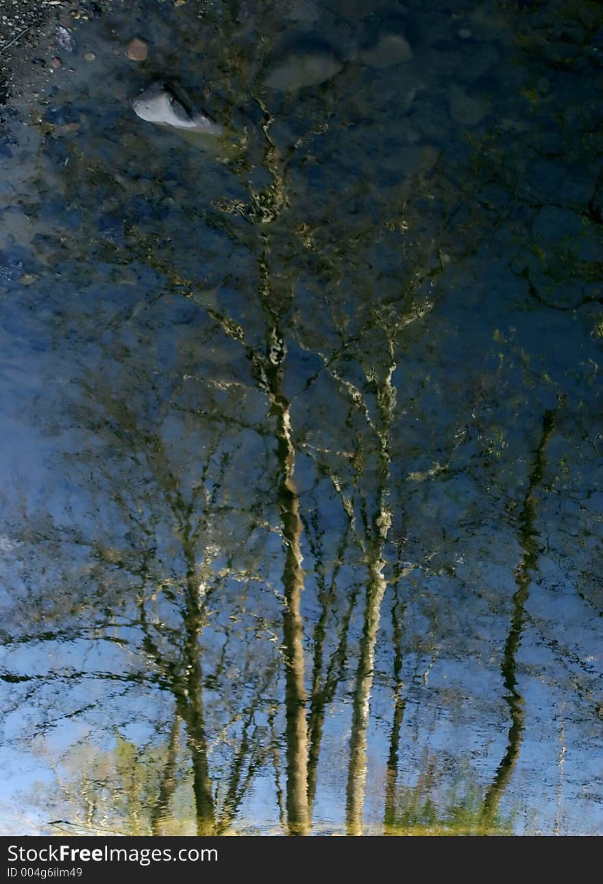 Tree Reflection