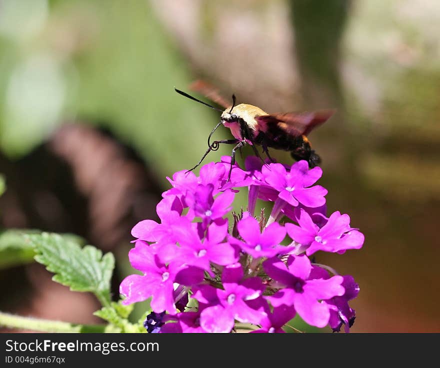 Hummingbird Moth Feeding on Verbena