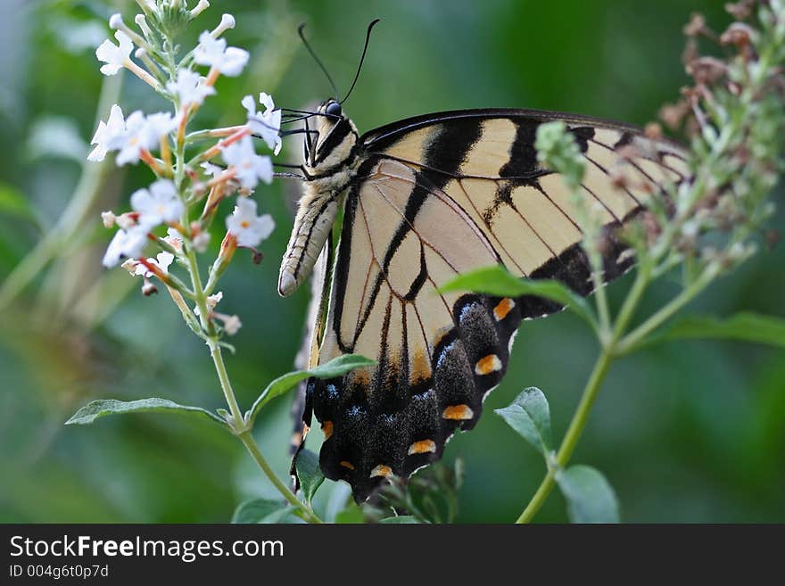 Swallowtail Butterfly Feeding on a White Butterfly Bush