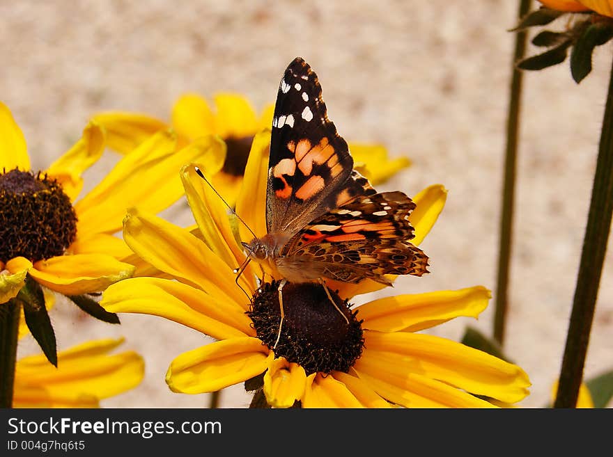 Butterfly on a flower. Butterfly on a flower