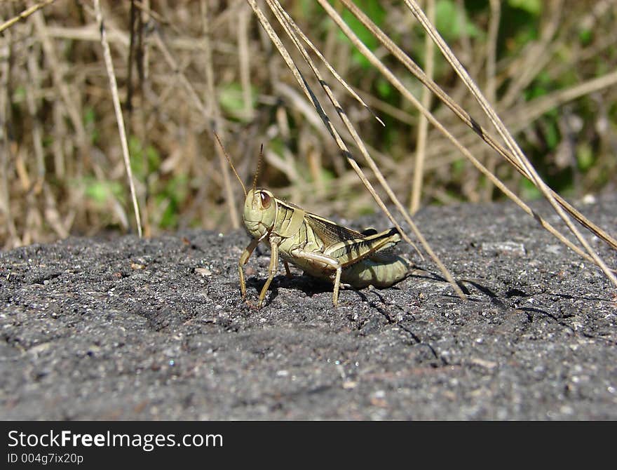 Grasshopper