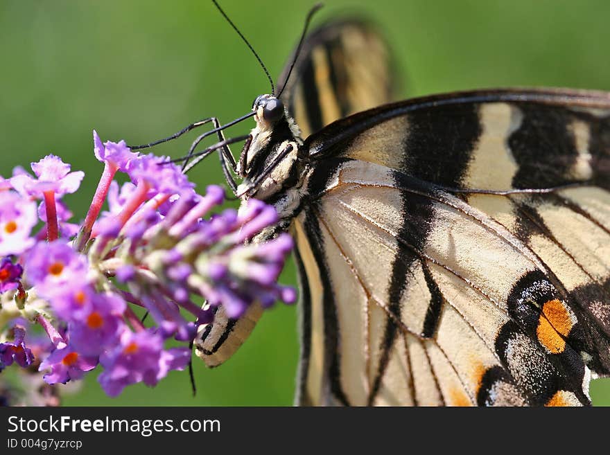 Swallowtail Butterfly Feeding on a Purple Butterfly Bush