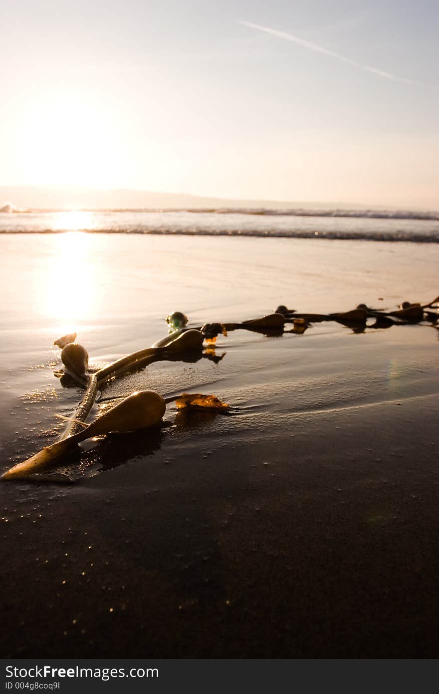 Abstract shot of seaweed on the beach at sunset. Abstract shot of seaweed on the beach at sunset