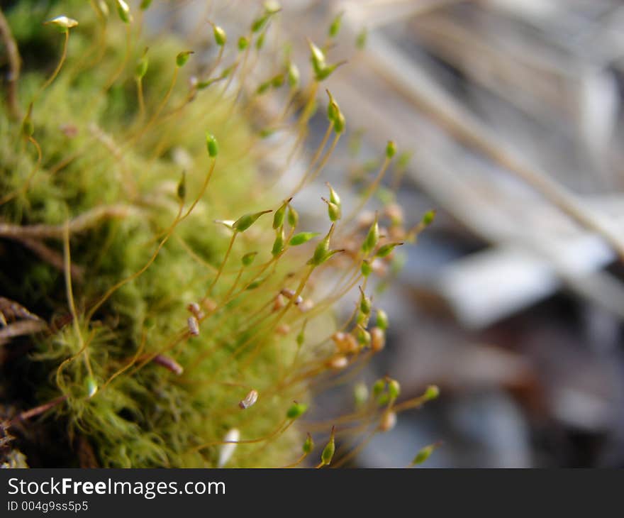 Sprouts coming out of moss