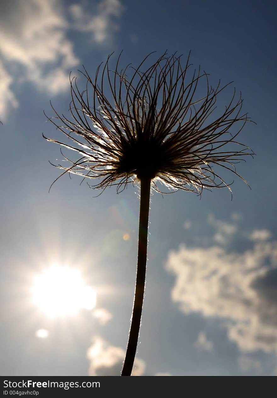 Pulsatilla silhouette against sky. Pulsatilla silhouette against sky