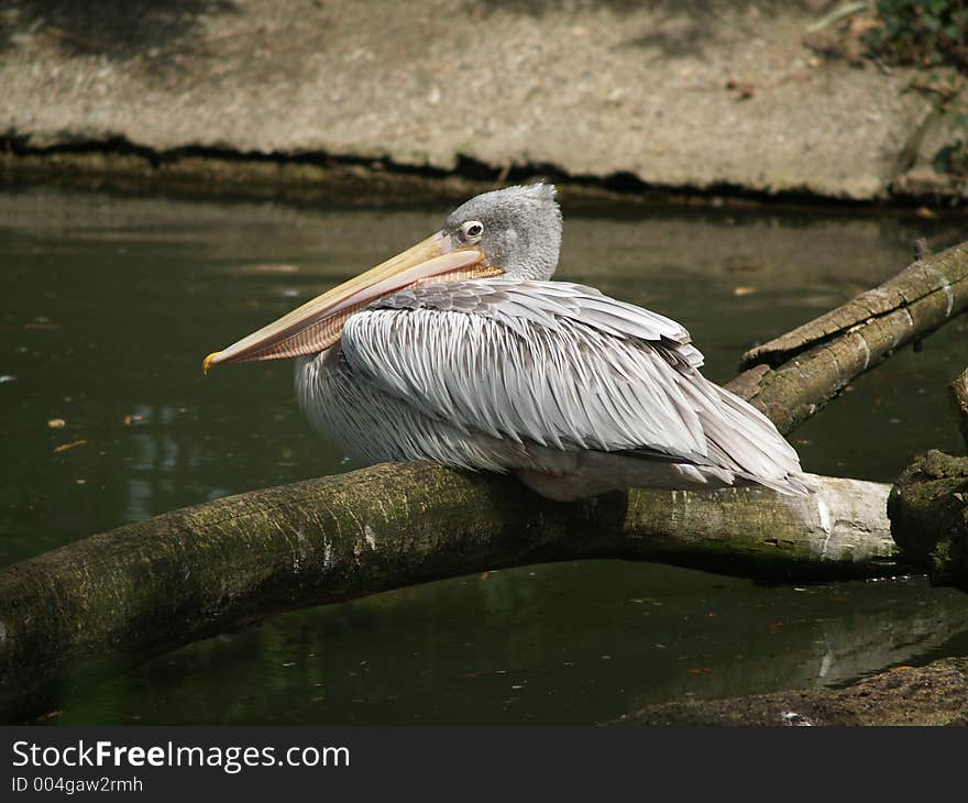 Pelican at branch