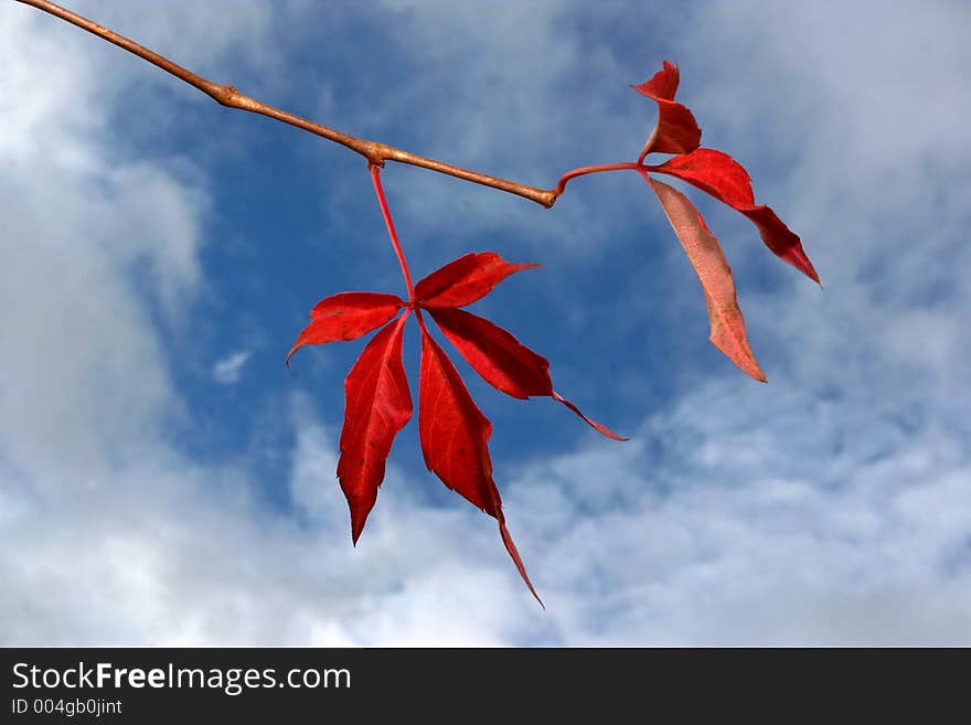 Red Virginia Creeper leaf against sky