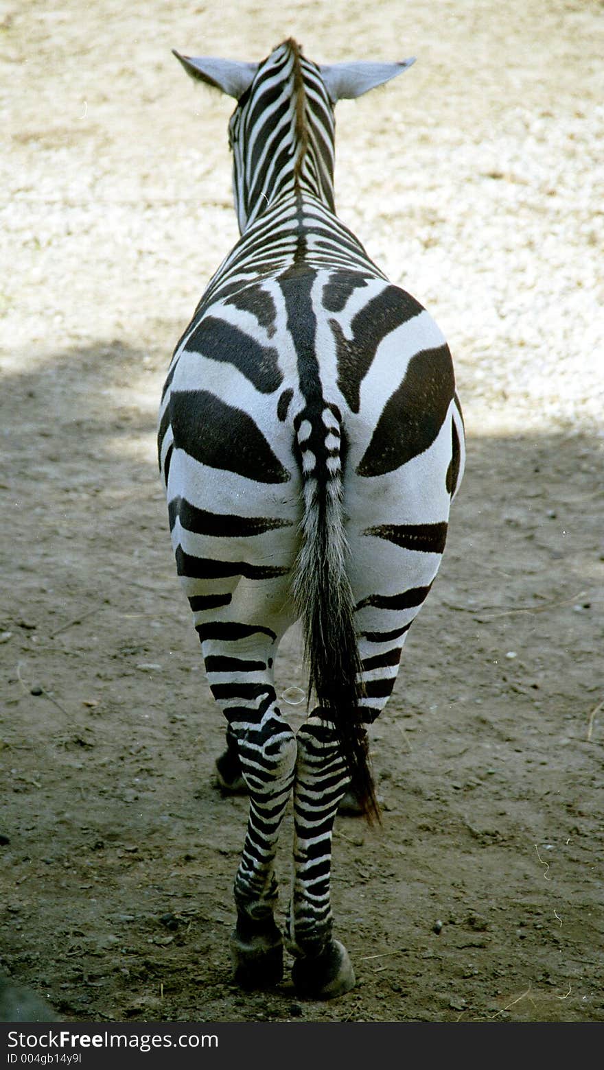 Zebra