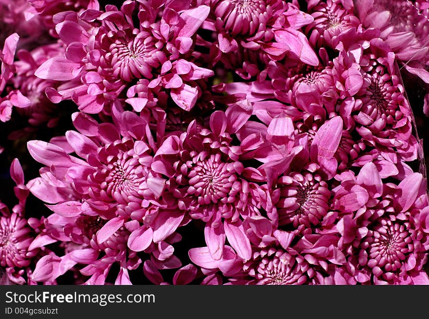 Bunch of purple milady asters flowers background. Bunch of purple milady asters flowers background