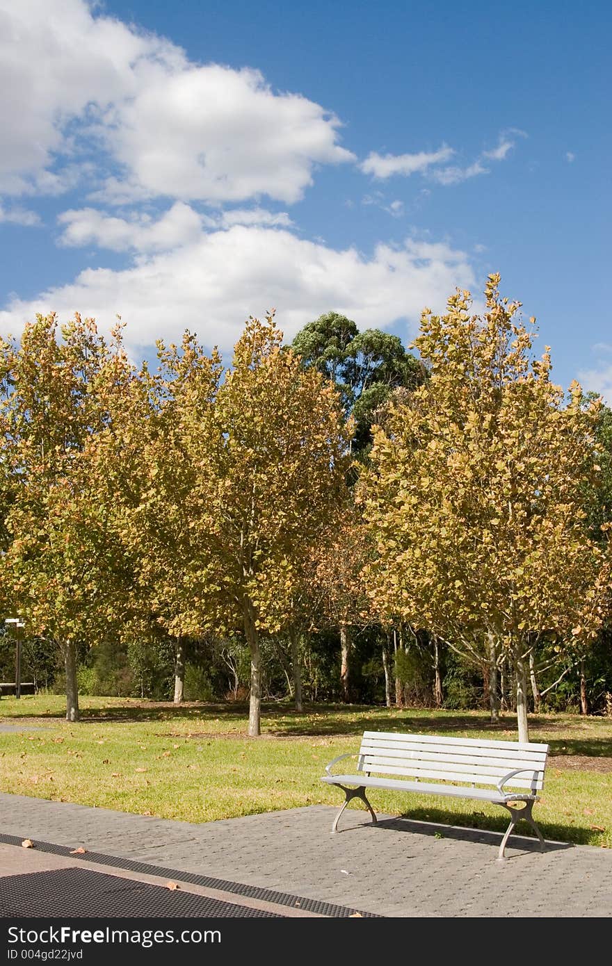 Row of trees in park - Homebush - near Sydney Olympic Park. Row of trees in park - Homebush - near Sydney Olympic Park