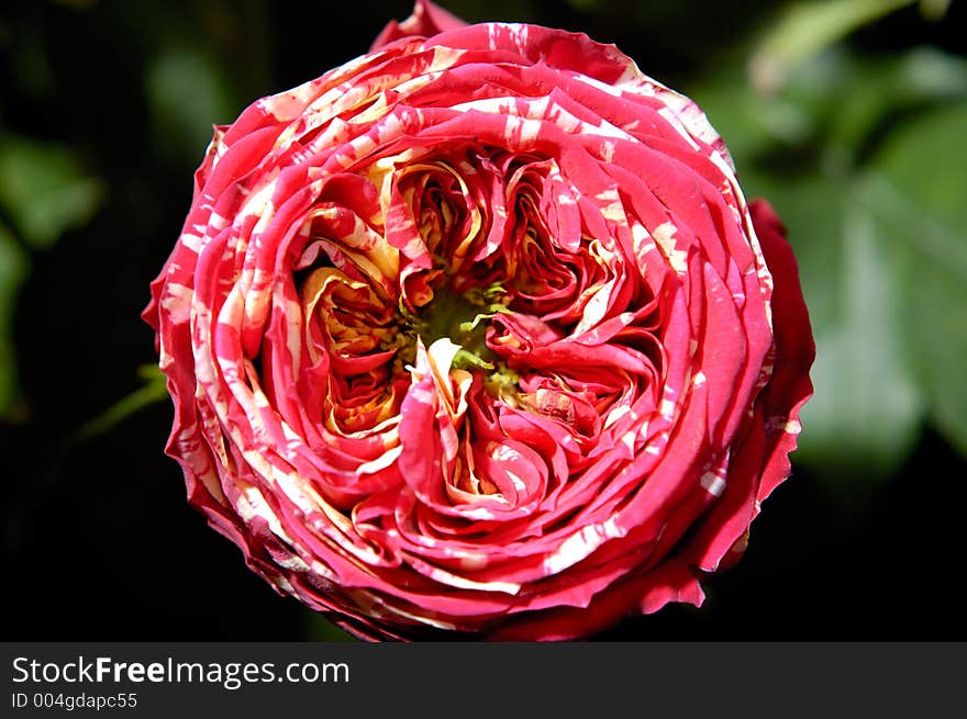 Red with white peony flower macro organic background. Red with white peony flower macro organic background