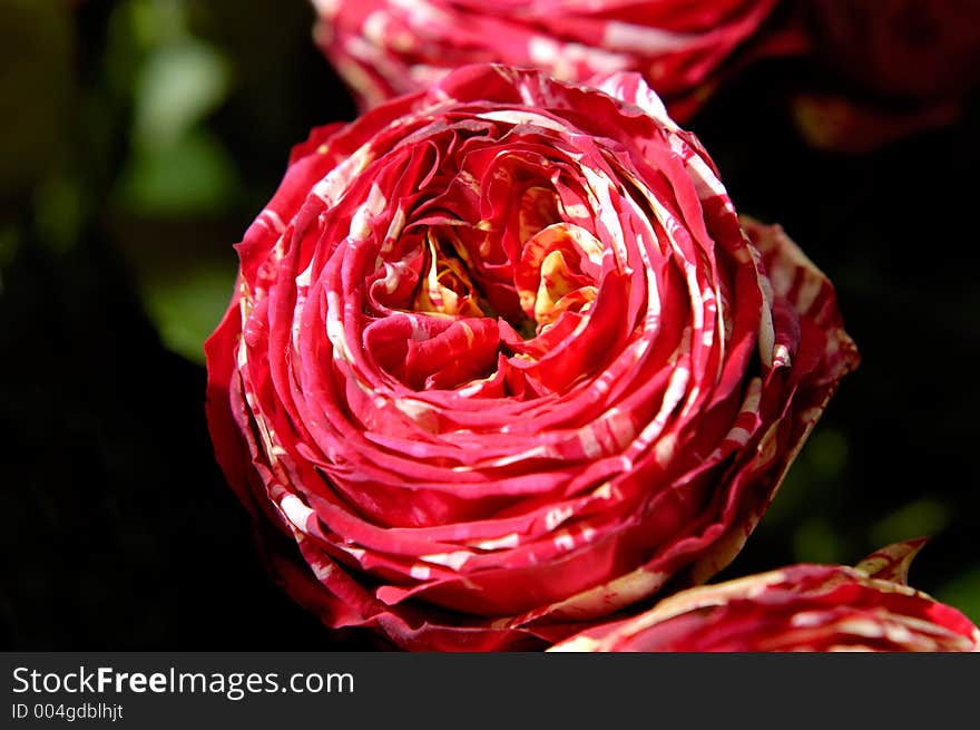 Red with white peony flowers macro organic background. Red with white peony flowers macro organic background