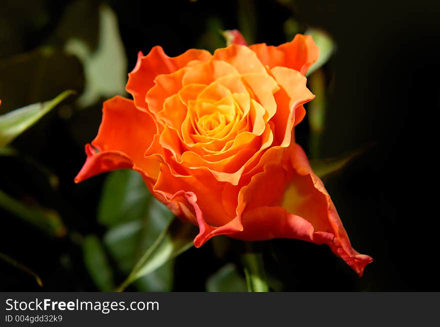 Beautiful orange rose flower macro. Beautiful orange rose flower macro