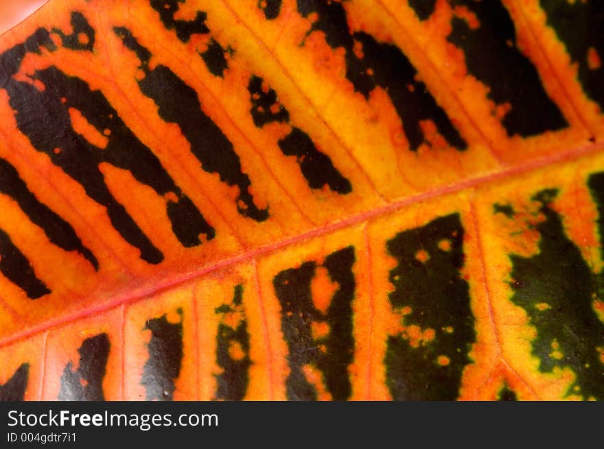 Big orange green leaf abstract background. Big orange green leaf abstract background