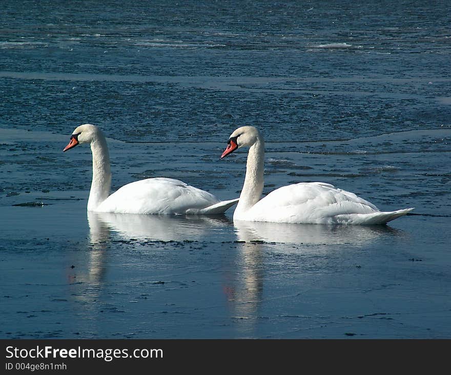 Two Swans