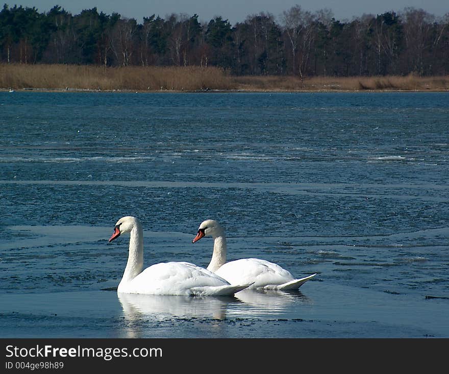 Two swans