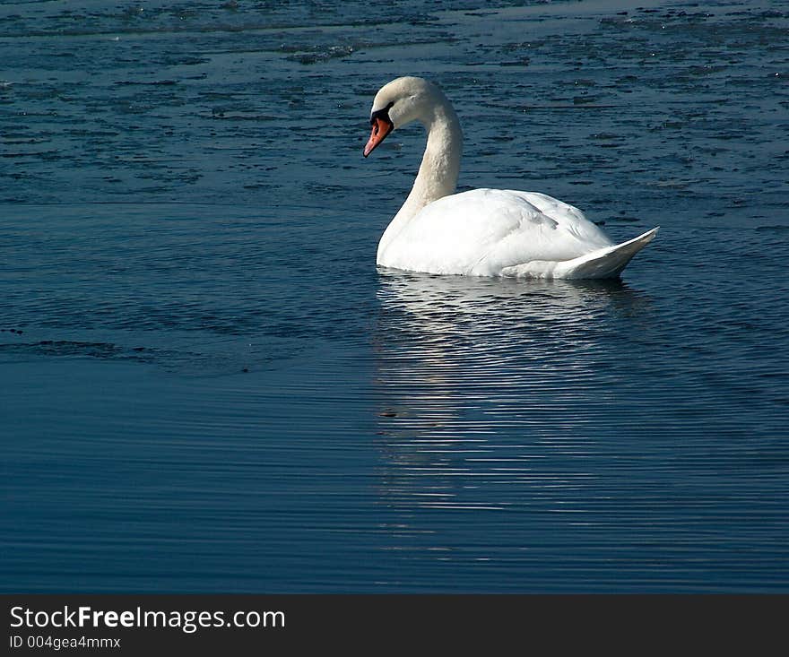 Swan on the frozen river