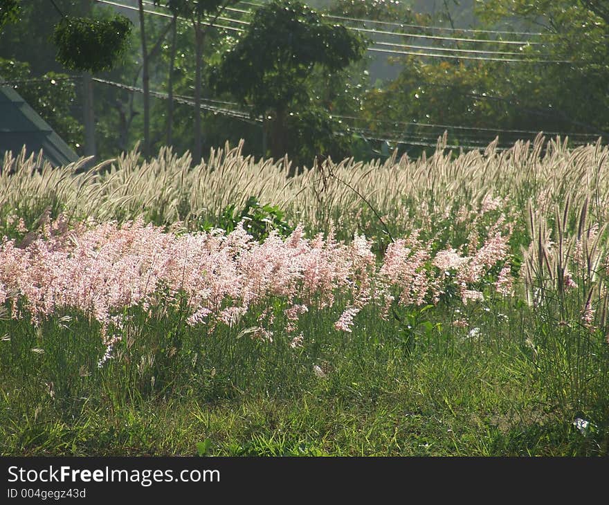 Combination two rows of pink and white grass under the sunset formed a mathematical equal sign. In photography point of view this is call parallel line right on the middle of the photo. Combination two rows of pink and white grass under the sunset formed a mathematical equal sign. In photography point of view this is call parallel line right on the middle of the photo.