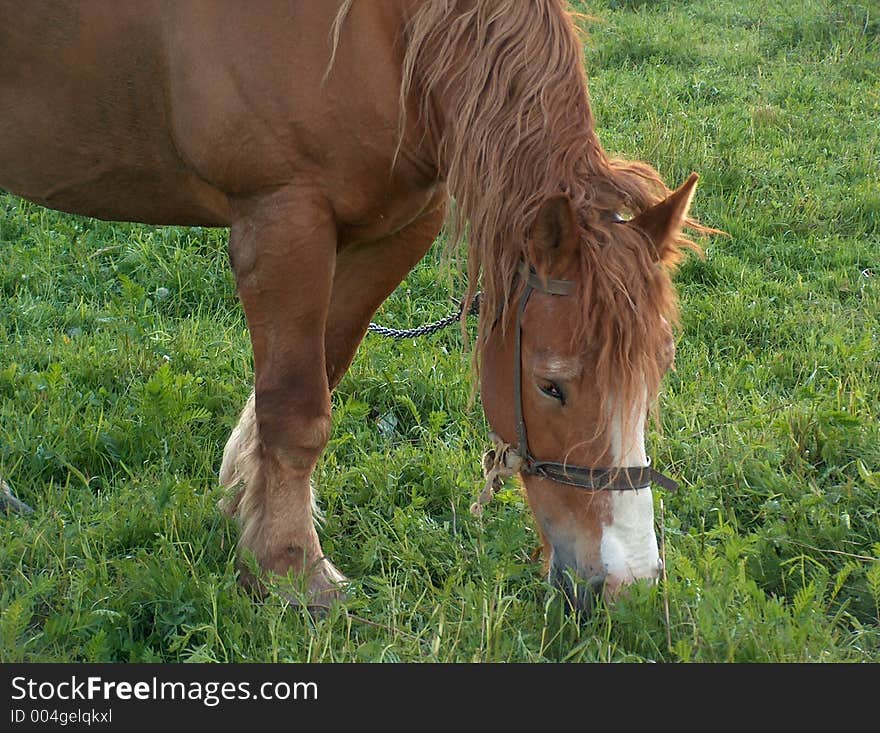 Horse on the meadow