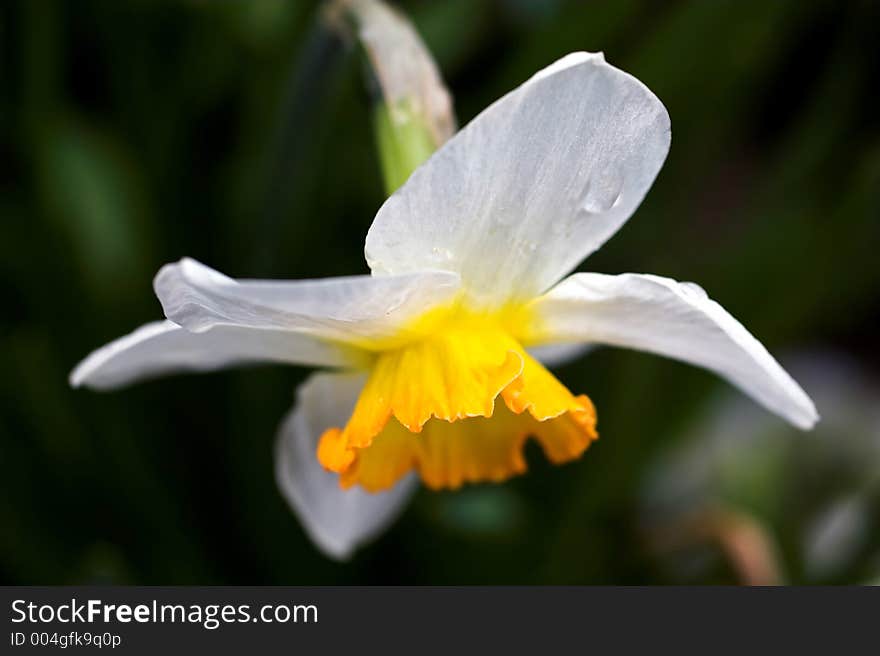 White daffodil