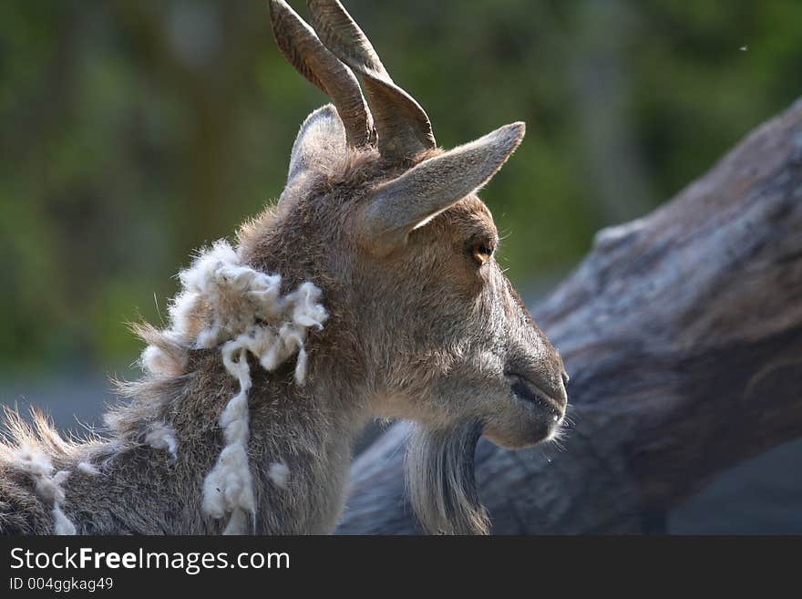 Female Turkomen Markhor