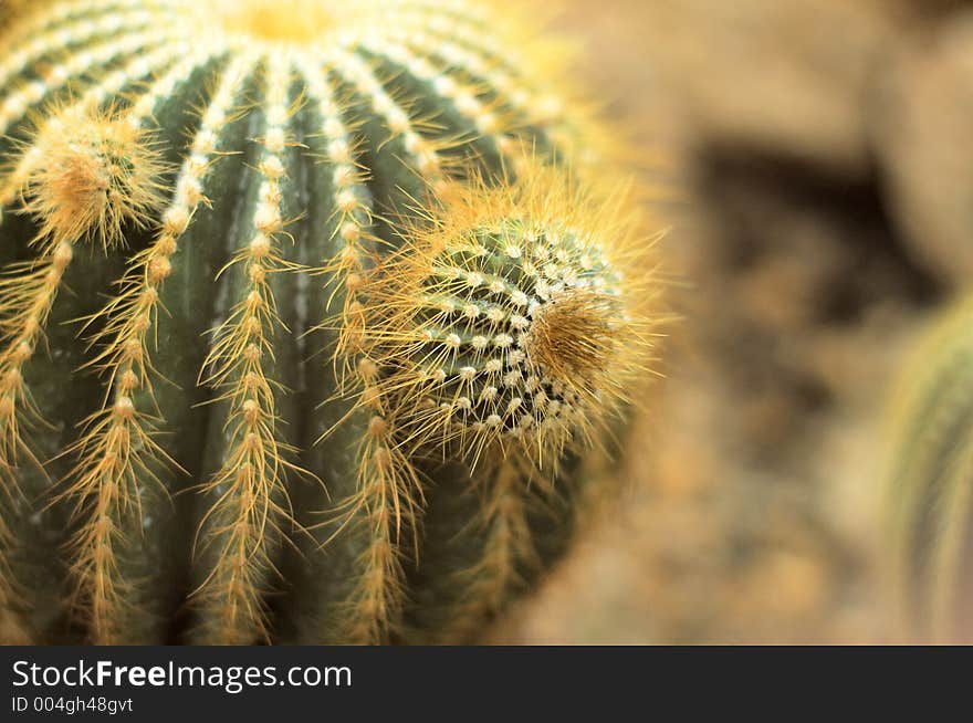 Yellow cactus