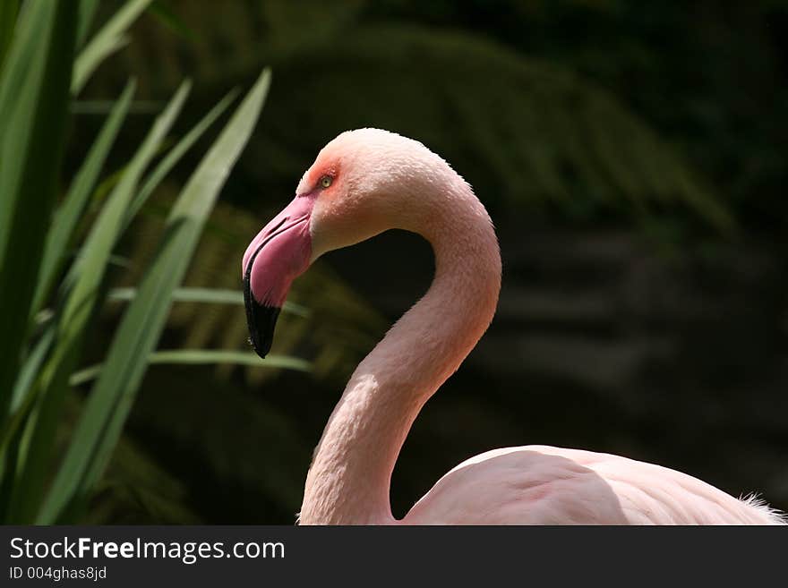 Flamingo head