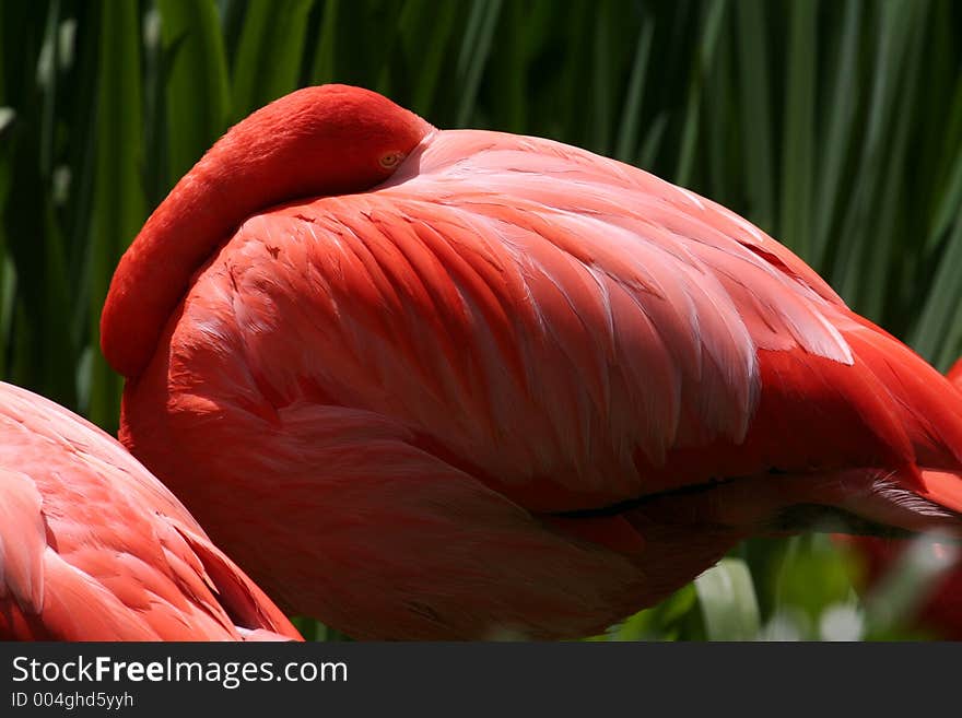 Flamingo resting, head on it's back