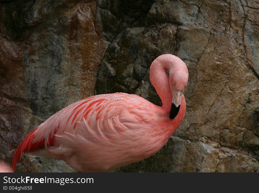 Flamingo under a water shower. Flamingo under a water shower