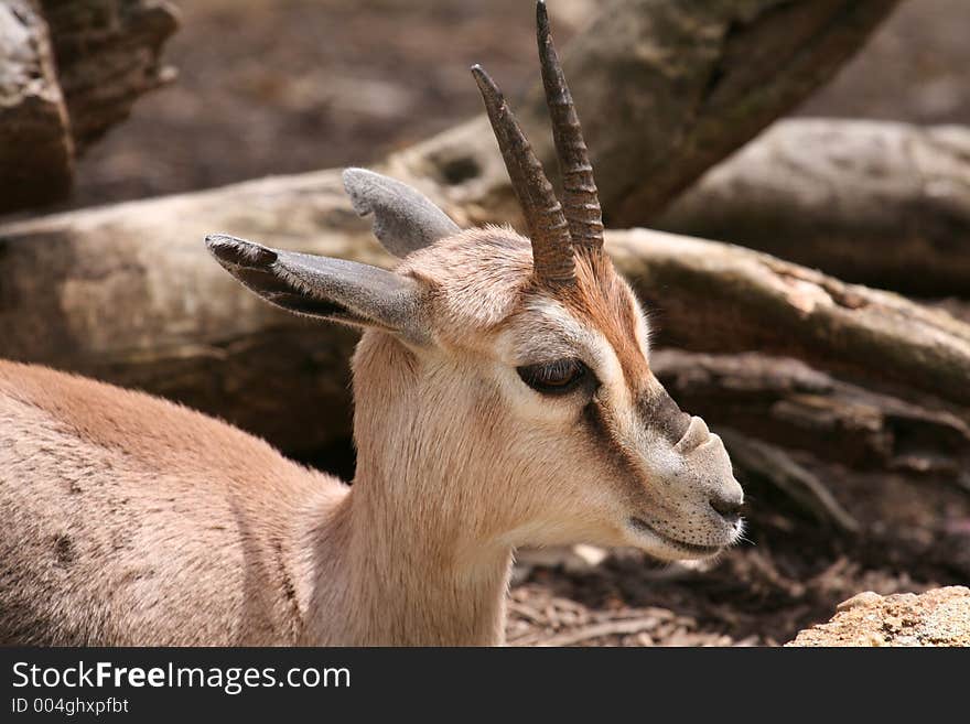 Female african goat