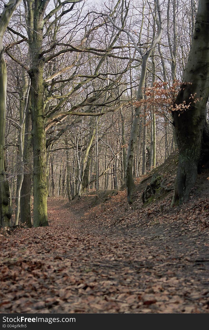 Forest path