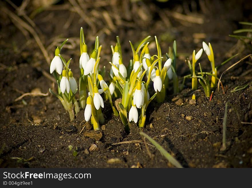 Snowdrops