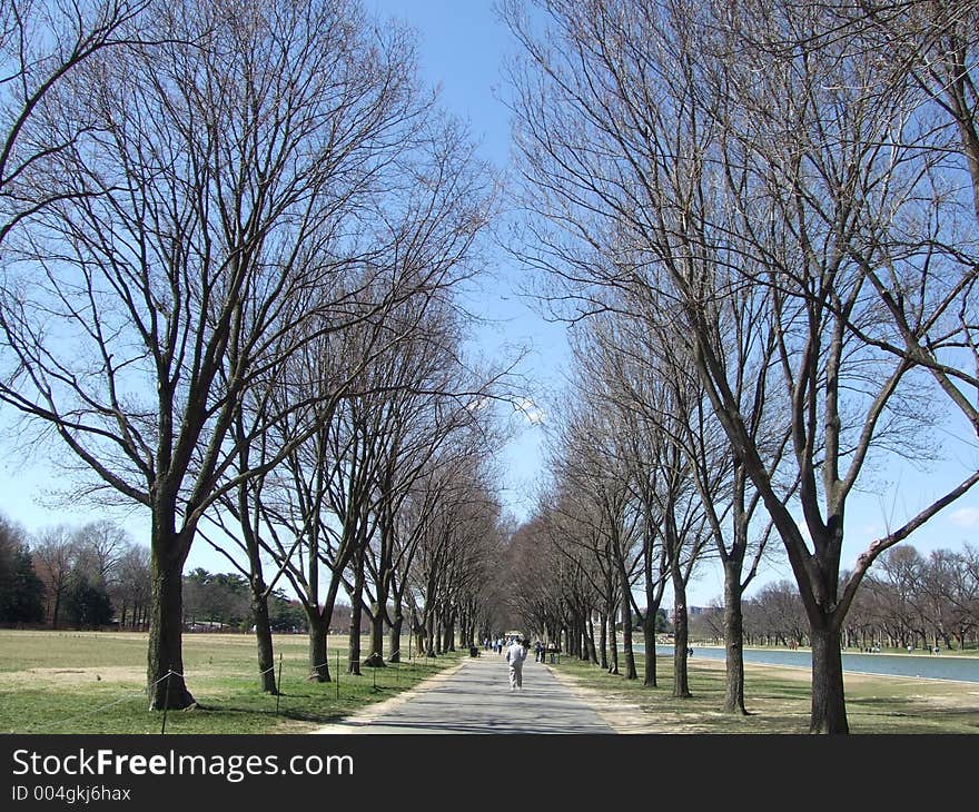 Leafless Trees