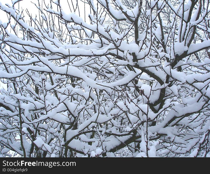 Snowy trees, it's wintertime!