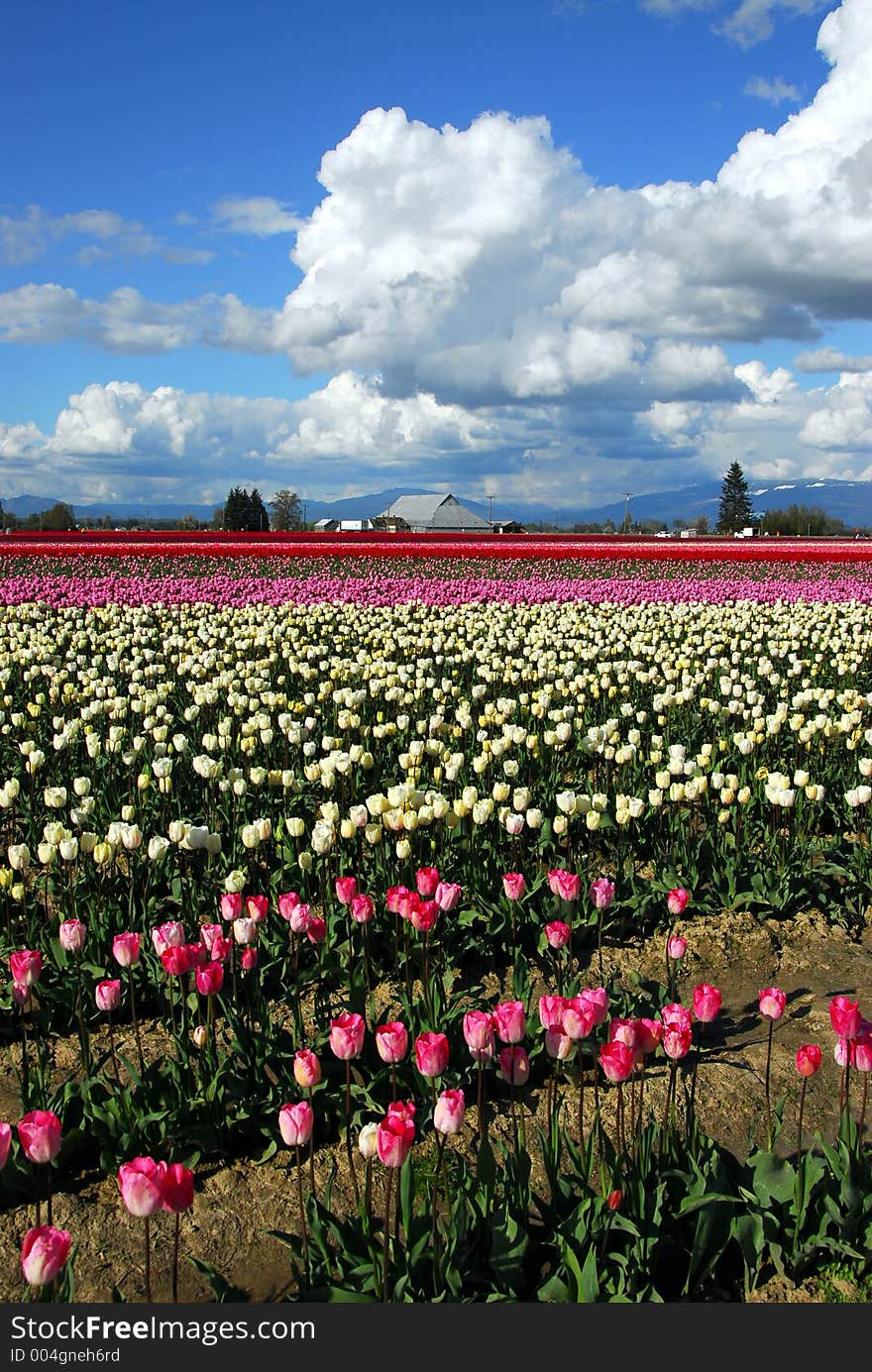 Tulip Fields