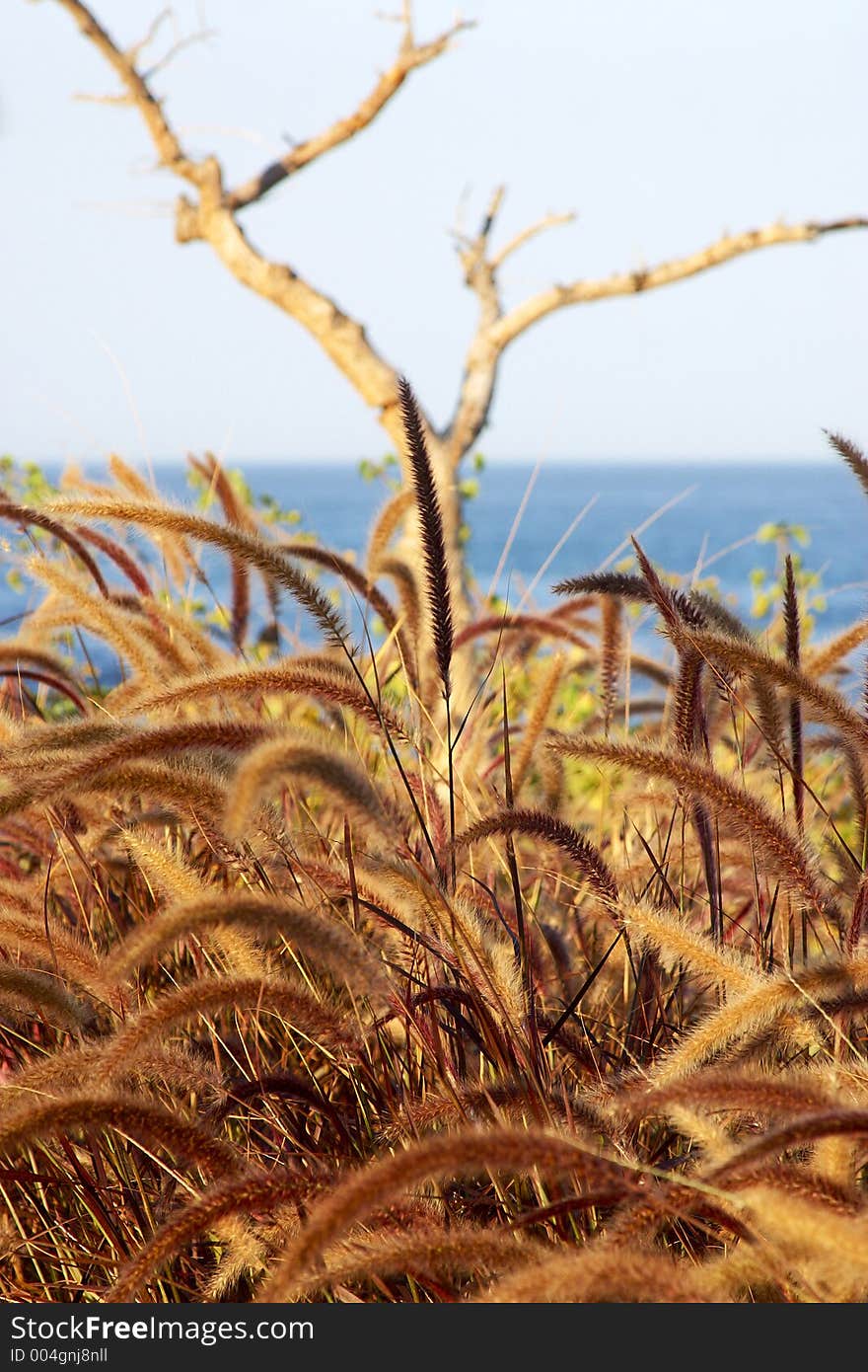 Plants detail in mexico