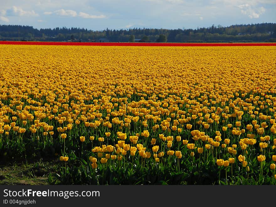 Tulip Fields. Tulip Fields