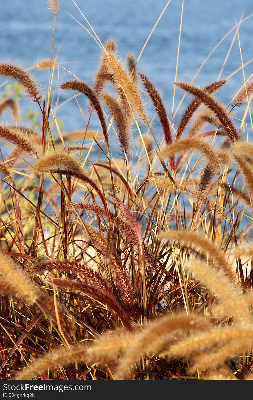 Plants detail