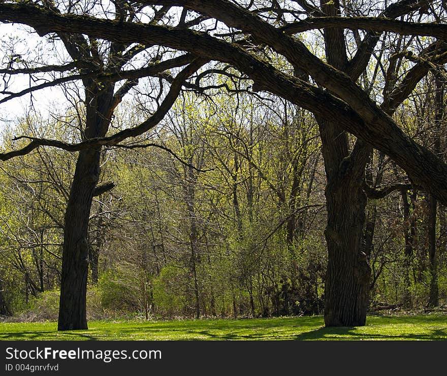 Tree Archway