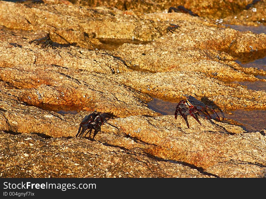 Abstract detail of animals