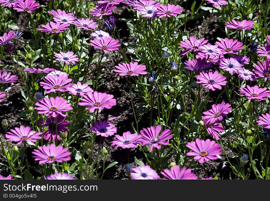 Field of purple daisies