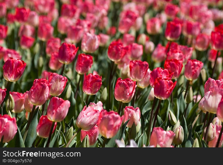 Field of blooming tulips. Field of blooming tulips