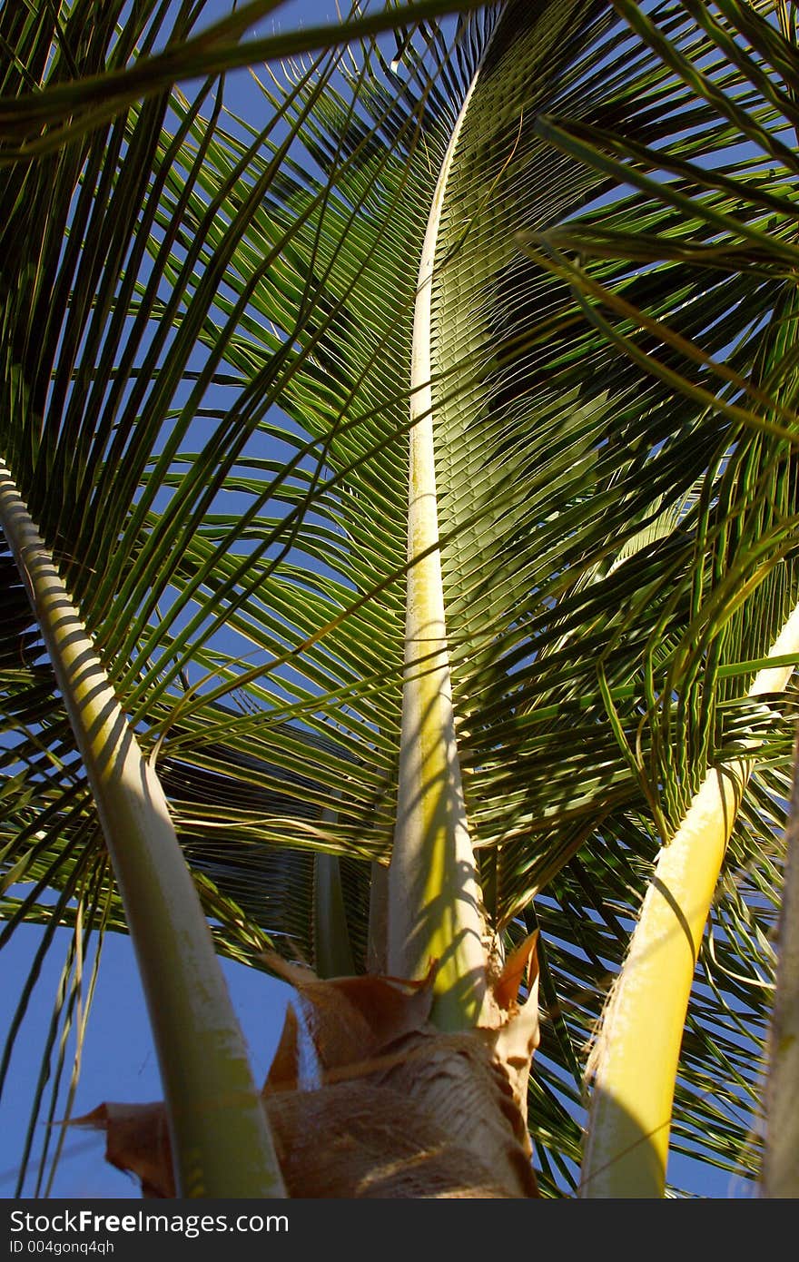 Palm detail