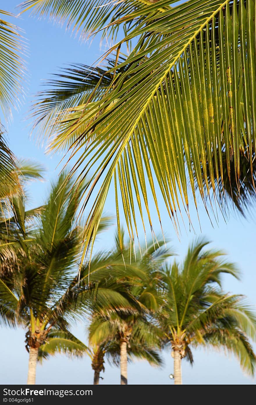 Palms in mexico