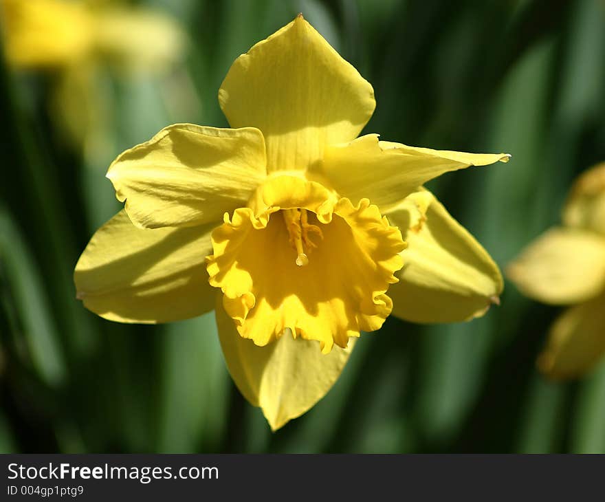 Yellow Daffodil